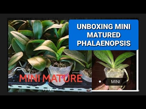 UNBOXING MINI MATURED PHALAENOPSIS/V35