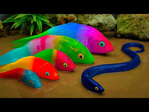 Golden Carp Rescued By Cperman From Catfish, Field Crab - Stop Motion ASMR Test | Coco