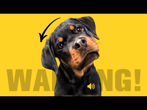 Warning: Sounds That Tilt Dogs Head (100% GUARANTEED 🐶)