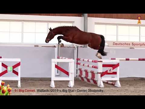 Lot 9: Big Cornet - Wallach v. Big Star/Cornet Obolensky