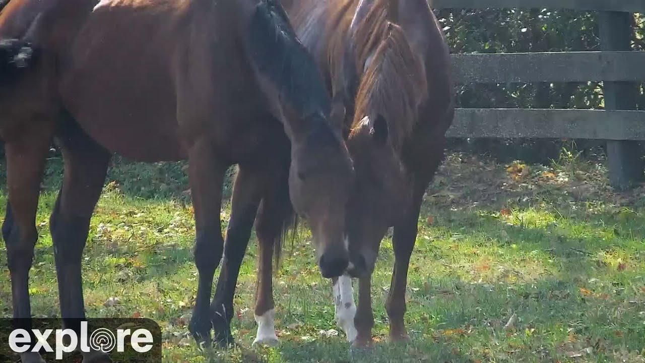 Live webcam view of Vicki and Angel's Pasture at KYEAC