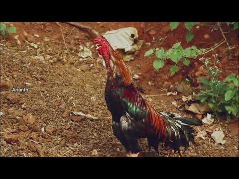 Beautiful Morning Life || Cinematic Video || Shot on CanonEOS100 || Ananth
