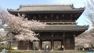 preview picture of video '和歌山県　根来寺の桜 [HD]'