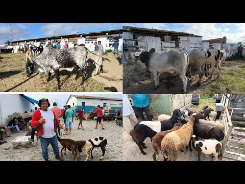 FEIRA DE ANIMAIS DE PUXINANÃ-PB 29/09/2025