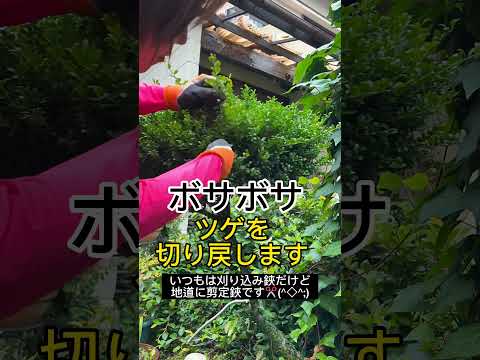 園芸 ツゲの代替品