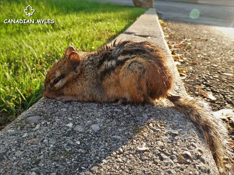 Chipmunk východoamerický (Tamias striatus) — správanie pri norách