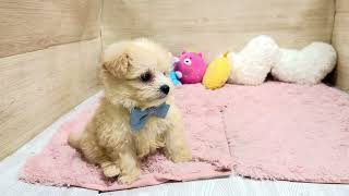 ハーフ犬の動画01