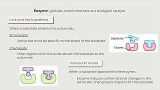 IB Chapter 2 Molecular Biology: Enzymes