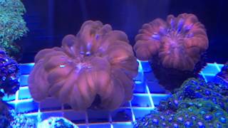 Start off 2016 reefing with a BANG part 5 ( closer look at all the new corals )