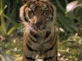 Big Cats Short Clips