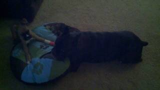 Booker and Pharaoh Round 2