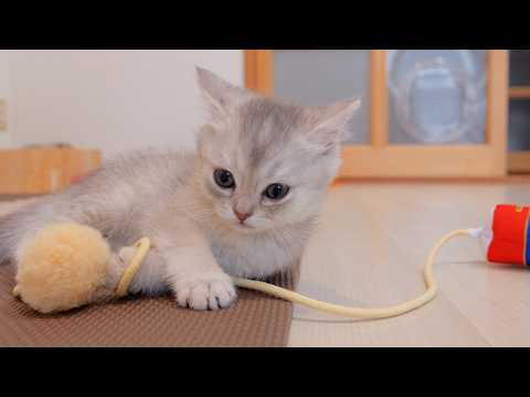 YouTube 썸네일
