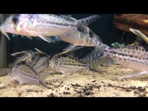 Corydoras (lineage 8 sub-clade 4) robustus