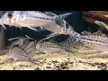 Corydoras robustus Corydoras robustus