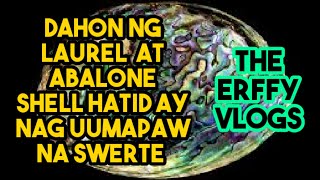 Ang Kapangyarihan ng Abalone Shell at Dahon ng Laurel sa pagdala ng Swerte!