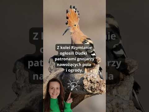 Ciekawostki o ptakach - Dudek