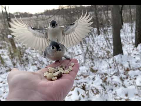 Hand-feeding Birds in Slow Mo — Tufted Titmouse