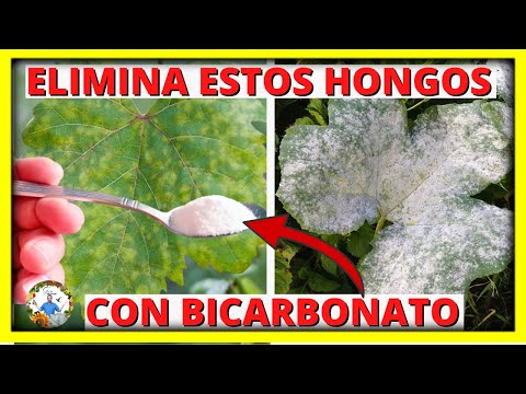 , title : 'COMO ELIMINAR LOS HONGOS OIDIO Y MILDIU DE LAS PLANTAS con BICARBONATO DE SODIO | Gio de la Rosa'