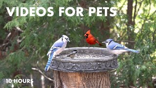 Blue Jays, Cardinals, Grackles and Backyard Squirrels - 10 Hour CAT TV for Pets - Apr 02, 2024