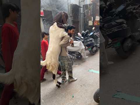 Bakre Ne Khud Apna Naam Chuna #bakra #goat #petsvlog #pet