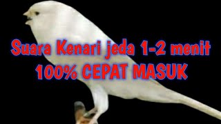 Download lagu Terapi Masteran Murai batu. Suara burung Kenari Jeda 1-2 menit 💯 % Cepat masuk. mp3 Download lagu Terapi Masteran Murai batu. Suara burung Kenari Jeda 1-2 menit 💯 % Cepat masuk. mp3