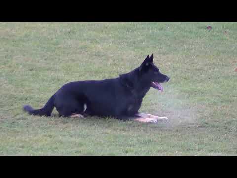 WUSV 2021 DNK 4 - JENS MARTIN  KAMSTRUP & CARTAGENA YOU CAN  B 90