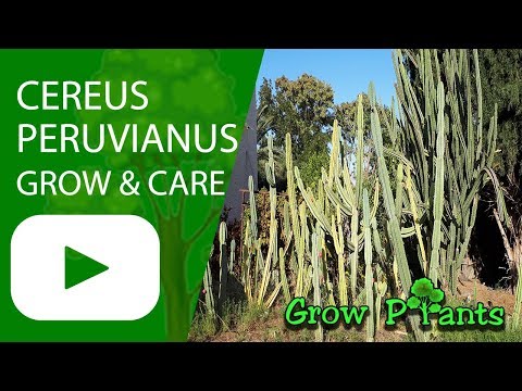 Cereus peruvianus - grow & care