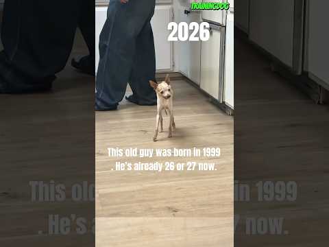 ❤️🐕Love dog since 1999 #dog #pets #germanshepherd #puppy #dogshorts