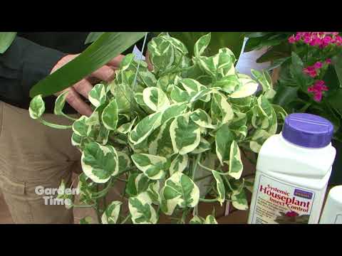 download lagu mp3 mp4 Spring Indoor Plants, download lagu Spring Indoor Plants gratis, unduh video klip Spring Indoor Plants