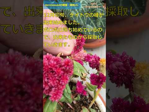 境界線、ポーチの下、壁沿いの多年草？葵の種まきの時期を学びましょう！  庭園