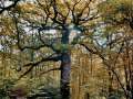 Brocéliande terre de légende 