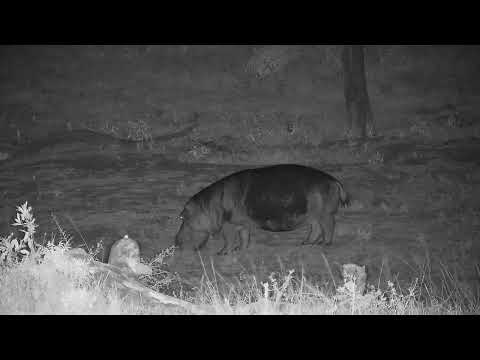 Djuma: Hippo leaving the dam - 21:52 - 04/07/2022