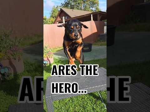 🦸‍♂️🧀 Ares the Hero
