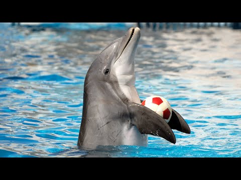 Spectacle de dauphins à Dubaï (vidéo complète) | sea world's dolphin show live