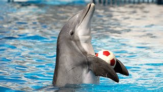Dolphin Show in Dubai FULL VIDEO  Sea Worlds Dolph