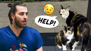 ANNE KEDİ YARDIM İSTİYOR! ( Yavrusunu Veteriner Kliniğine Getirdi! )