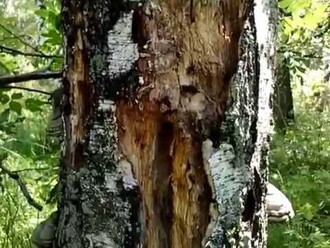 Useful work of a bird   a woodpecker 1