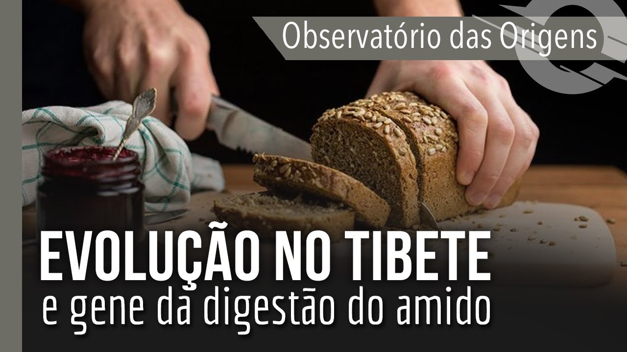 OBSERVATÓRIO DAS ORIGENS: Evolução no Tibete e gene da digestão do amido