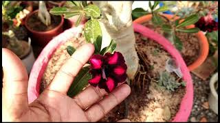 Voc tem uma rosa do deserto que no floresce? no desista! e nesse vdeo vou lhe dizer o porqu.