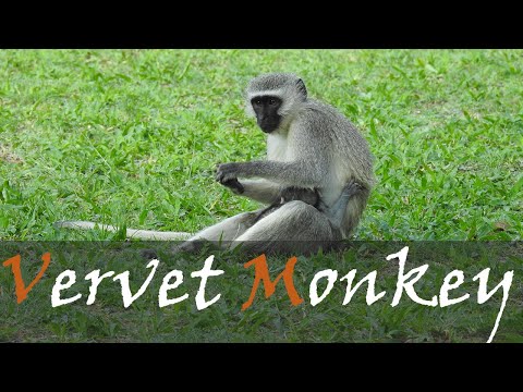 Vervet Monkey (Chlorocebus pygerythrus) Alarm Call & Sounds & Noises | Stories Of The Kruger