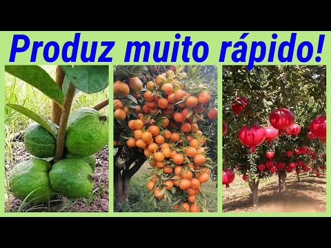 , title : '13 FRUTÍFERAS que PRODUZEM mais RÁPIDO. Saiba a variedade correta para plantar.'