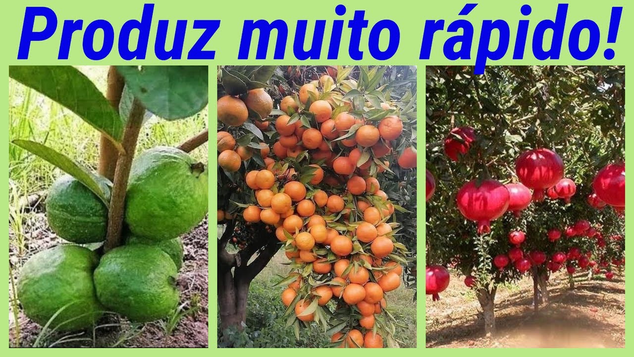 13 FRUIT PRODUCTS THAT PRODUCE FASTER. Know the correct variety to plant.