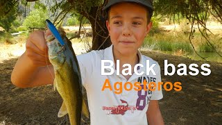 Black-bass agosteros