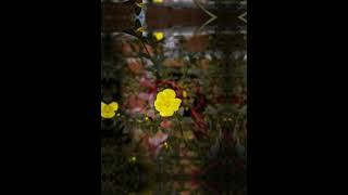 Download lagu story wa 30 detik!!wes oleh ganti. mp3