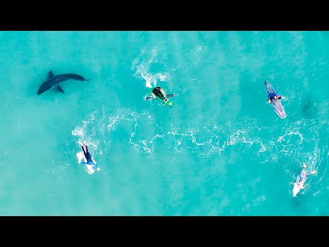 Amazing GREAT WHITE SHARK Drone Footage & Catching Giant Mackerel In My Back Yard - Ep 226
