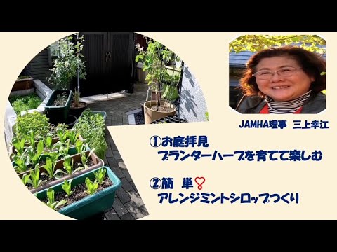 ミント 植物