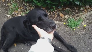 Snoopy Update (1), Very Bad Injury, TPLO Surgery Again.