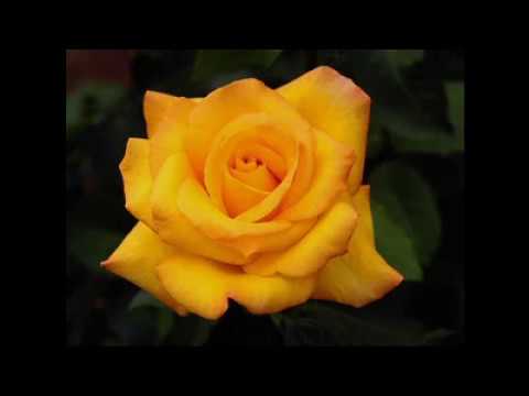 Jare chhere elam   Abdul Alim wmv ..