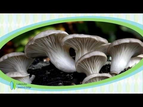 Lekovito i jestivo bilje PROMO