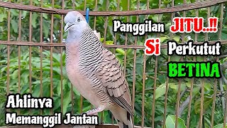 Download lagu Panggilan JITU‼️Suara Perkutut Betina Memanggil Jantan || The female turtle dove calls the male mp3 Download lagu Panggilan JITU‼️Suara Perkutut Betina Memanggil Jantan || The female turtle dove calls the male mp3